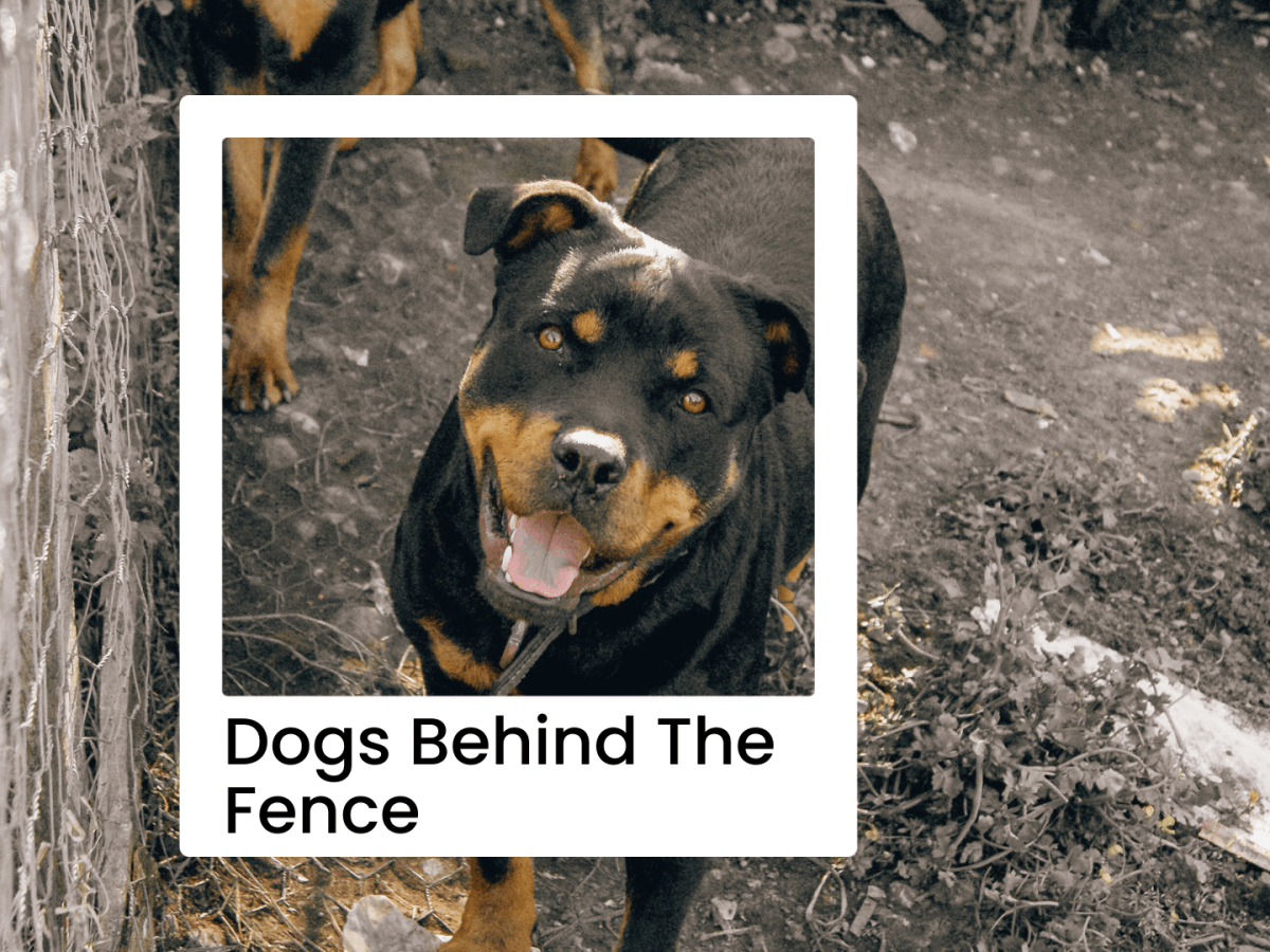 Dogs Behind The&nbsp;Fence