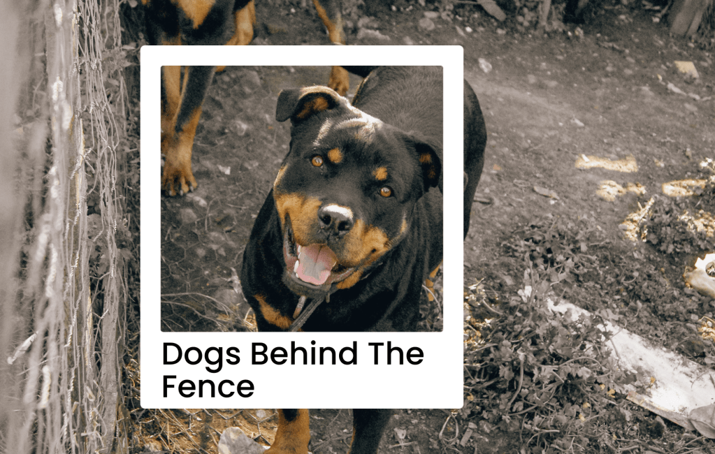 Dogs Behind The&nbsp;Fence