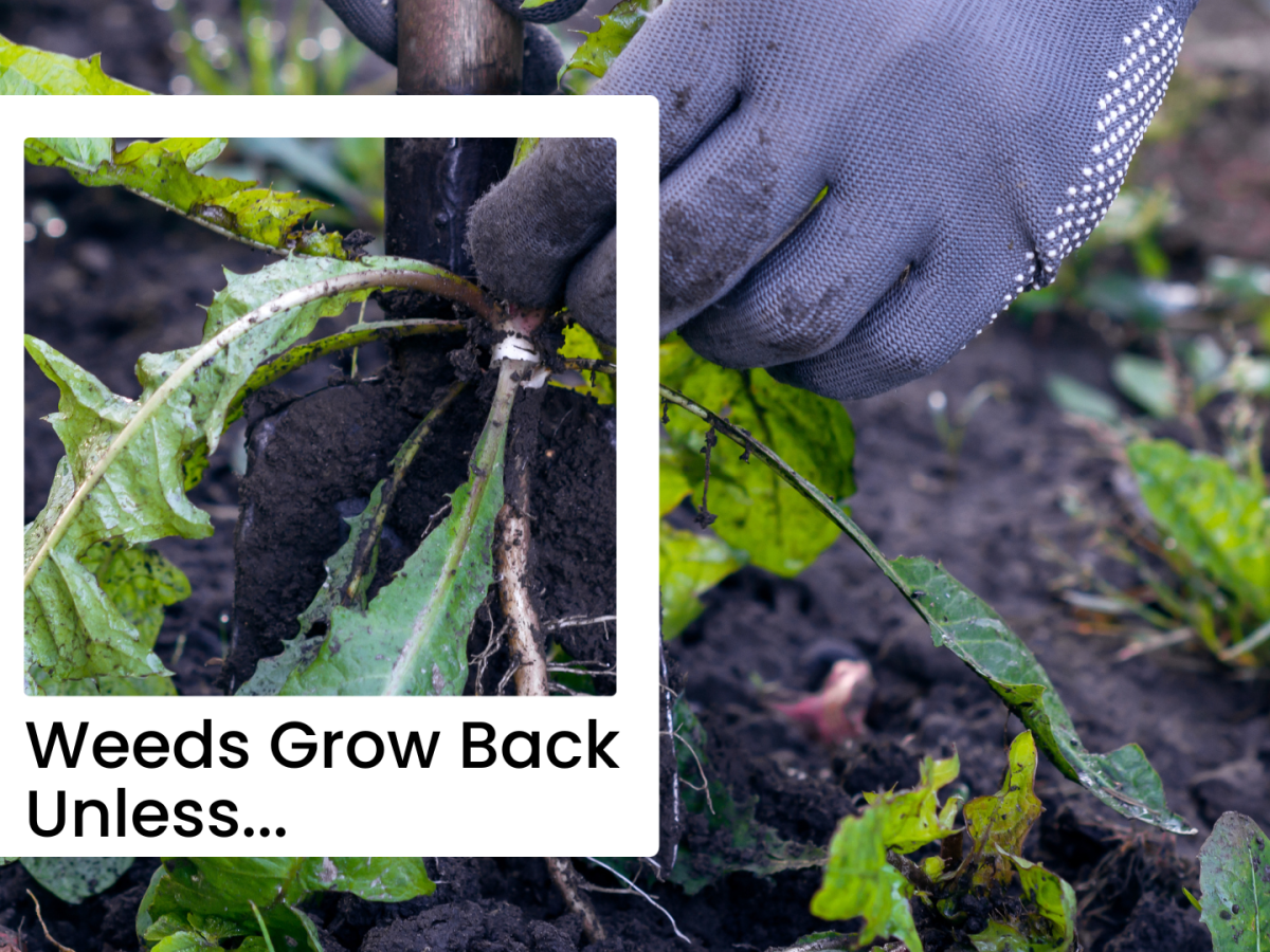 Weeds Grow Back&nbsp;Unless…