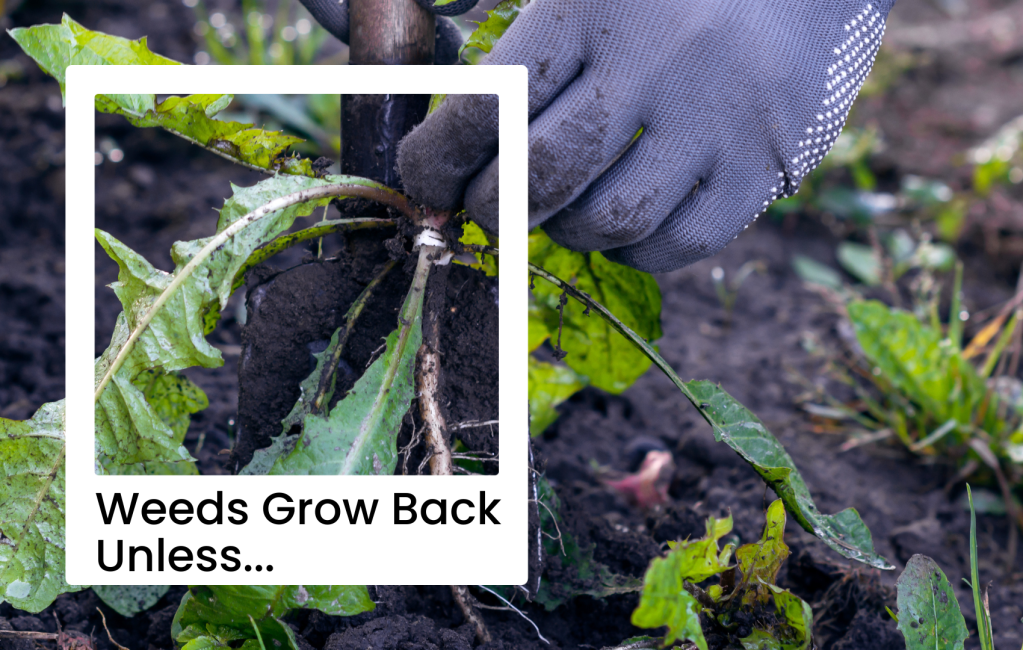 Weeds Grow Back&nbsp;Unless…